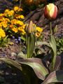 Tulipa Oriental Splendour-1 Tulipan